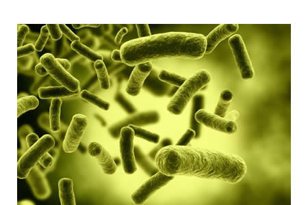 Nivel trófico de los descomponedores (bacterias y hongos)